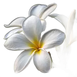 Imagen PNG para descargar